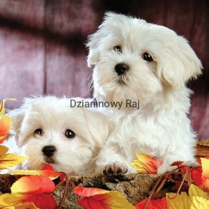 Panel Maltańczyki